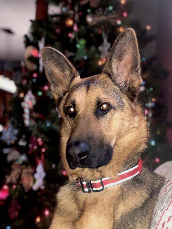 Pet Star 83.jpg